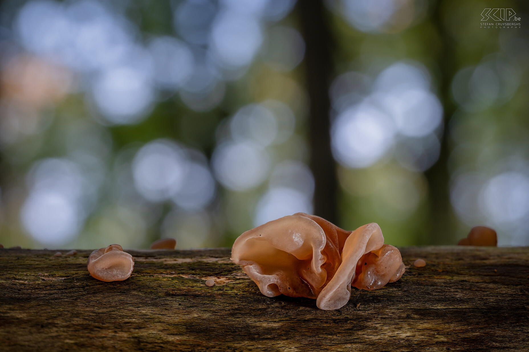 Mushrooms - Jelly ear This autumn many beautiful mushrooms and fungi appear again in our forests and gardens Stefan Cruysberghs